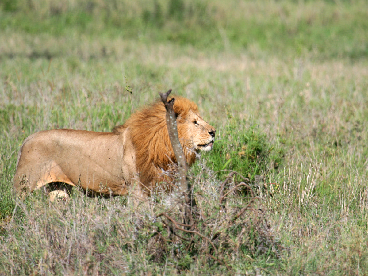 wp-content/uploads/itineraries/Safari/serengeti_lion011008 (10).jpg